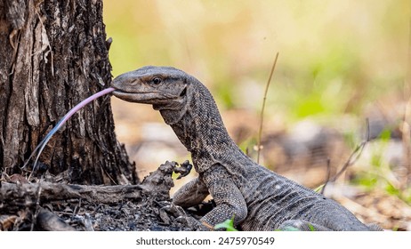 精品三级在线观看视频