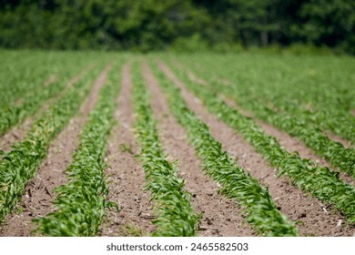 精品久久久久久中文字幕