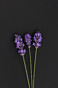 亚洲一本之道在线无码