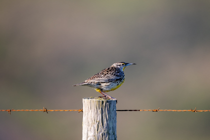 九色91蝌蚪反差：探索色彩与形态的奇妙对比之旅