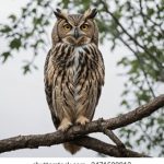 九尾狐:揭开韩剧中的神秘传说与爱情故事 323qu9v7ar